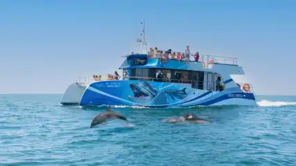 Dolphin Watching Catamaran Cruise - Half Day