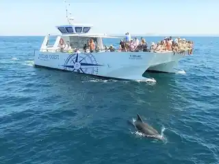 Dolphin Quest - Catamaran Cruise