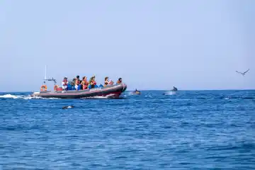 Dolphins & Benagil Caves in a RIB Boat