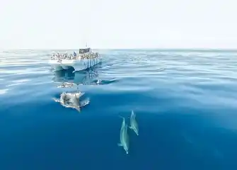 Dolphins & Benagil Caves in a Catamaran