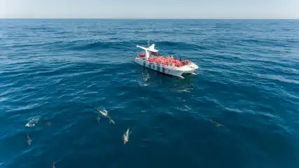 Dolphins & Benagil Caves in a Catamaran (from Vilamoura)