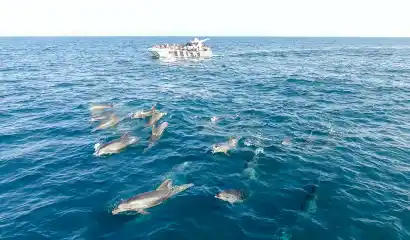 Dolphins & Benagil Caves in a Catamaran (from Portimao) 