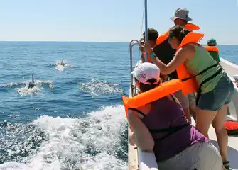 Dolphin Watching in Ria Formosa
