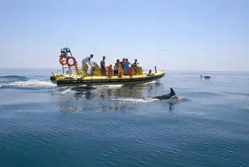 Insonia - Caves and Dolphins